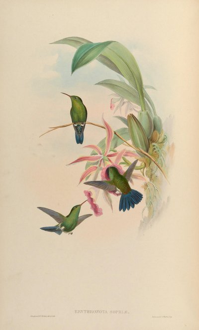 Amazilia saucerrottei saucerrottei door John Gould